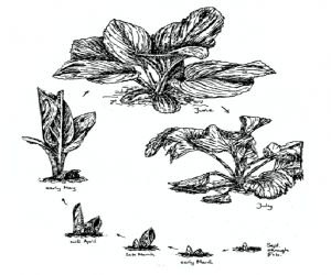 ску.pngнс3